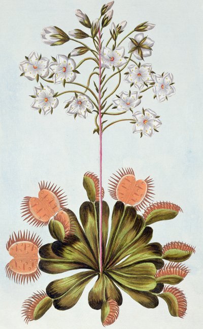 Venus Fly-trap, tavola 84, da 